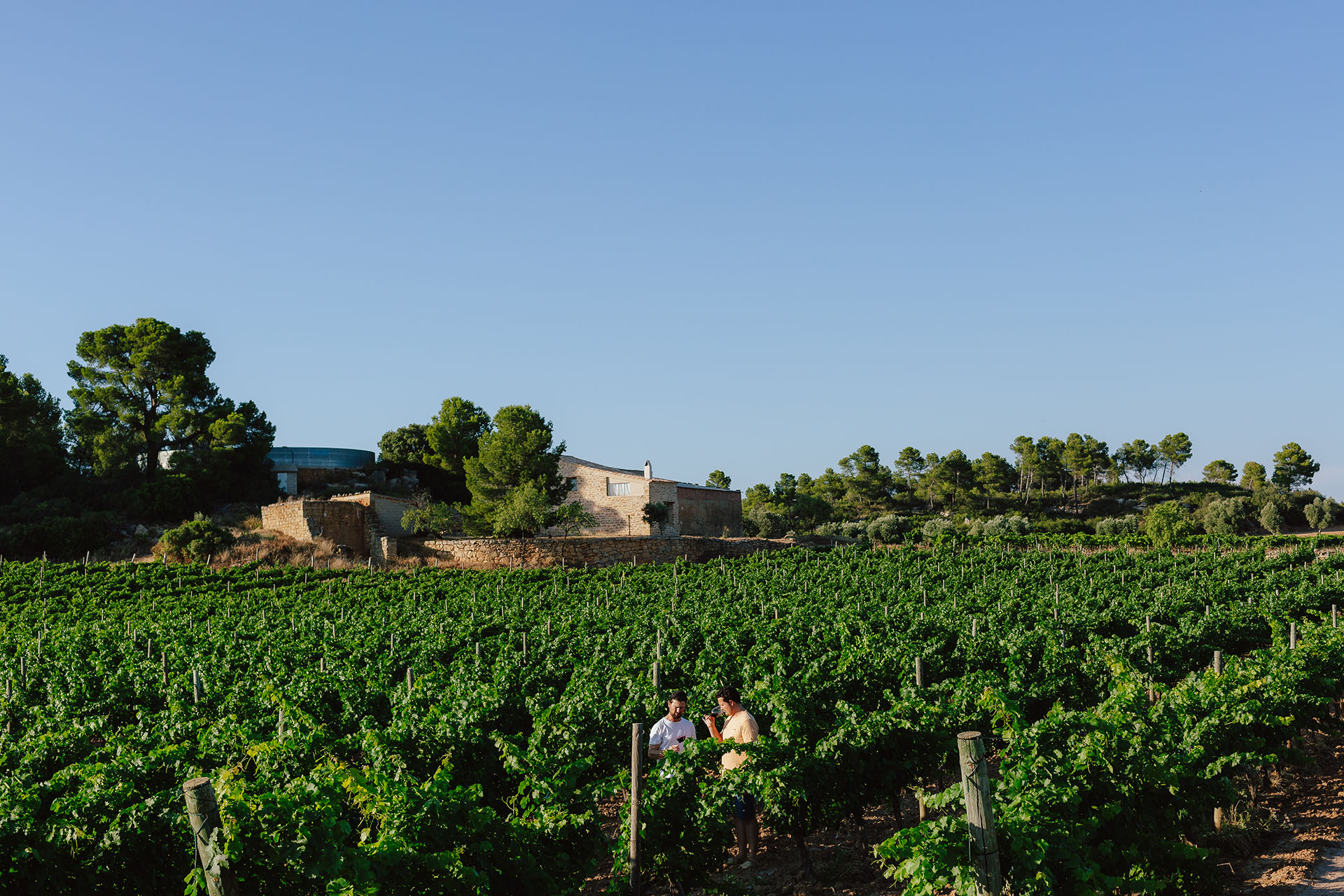 Paseo entre las viñas de la finca de Mas de Torubio. Cretas, Matarraña