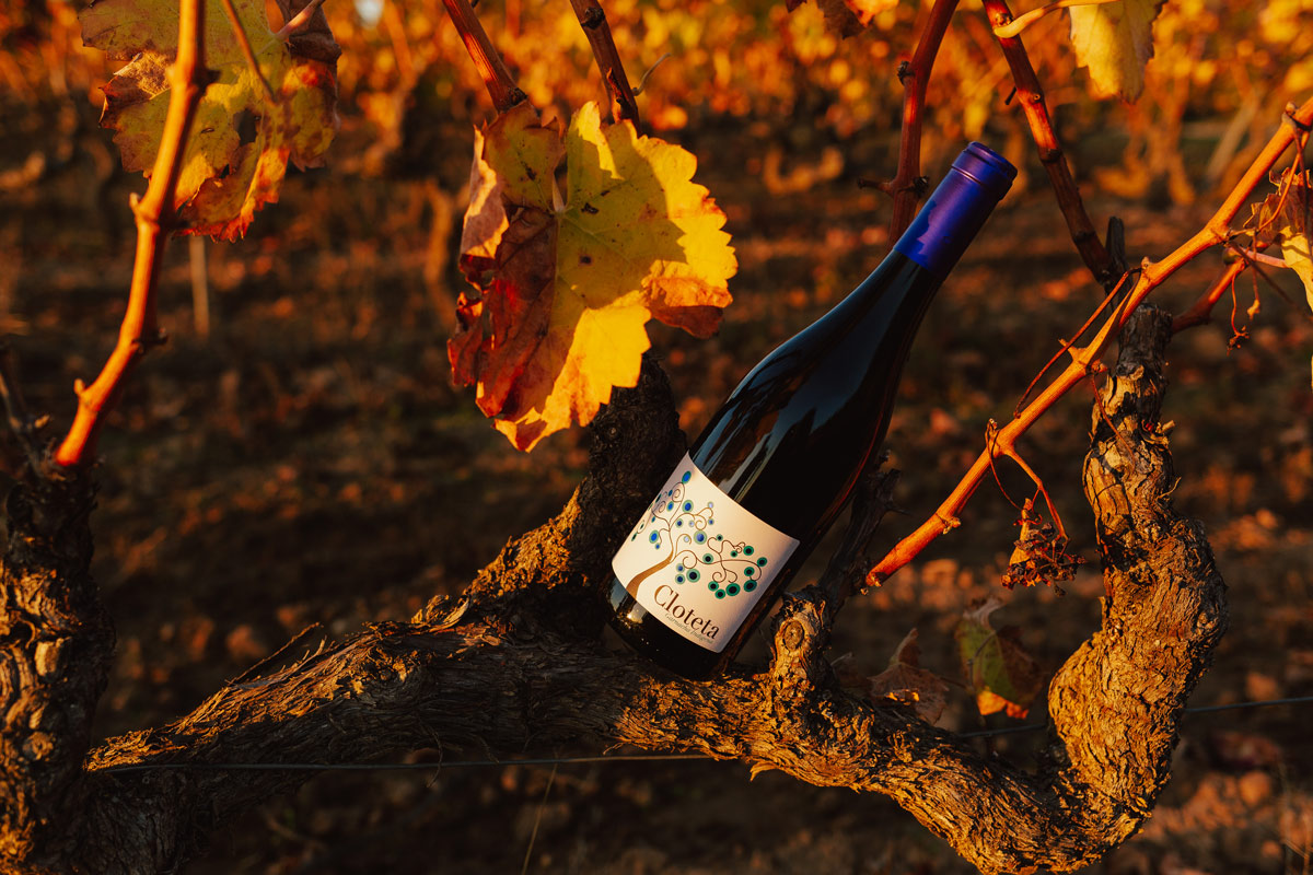 Cloteta Garnacha peluda