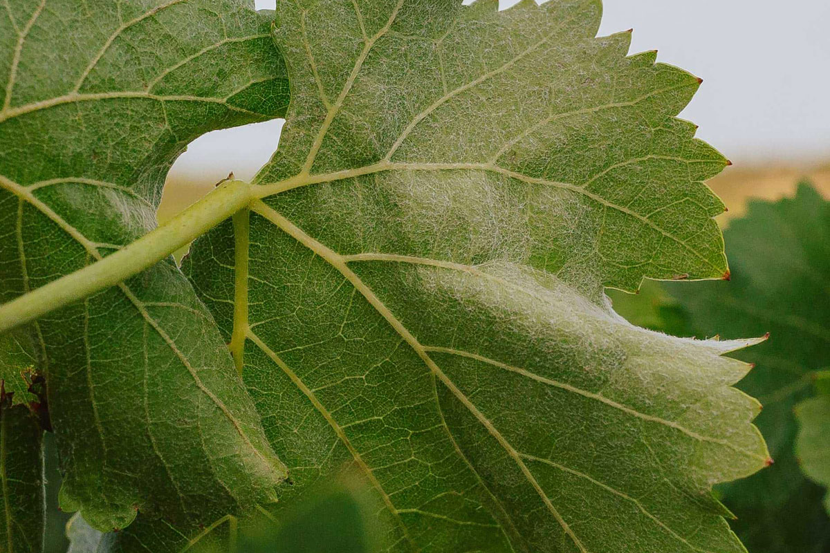 Pelusa de la garnacha peluda